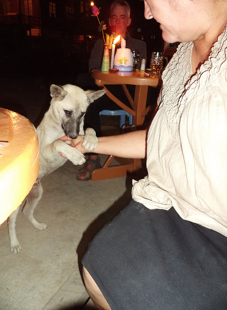 Htoo Myat Restaurant dog