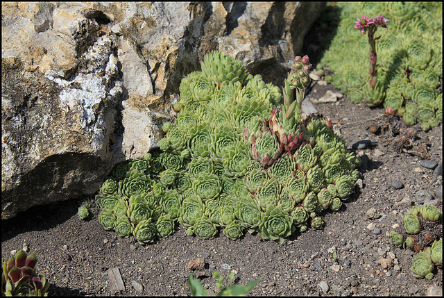 Collection des Sempervivum (19)