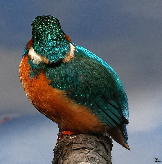 L’iridescence..en touche Z c'est encore mieux