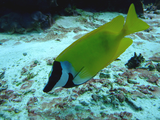 Foxface Rabbitfish