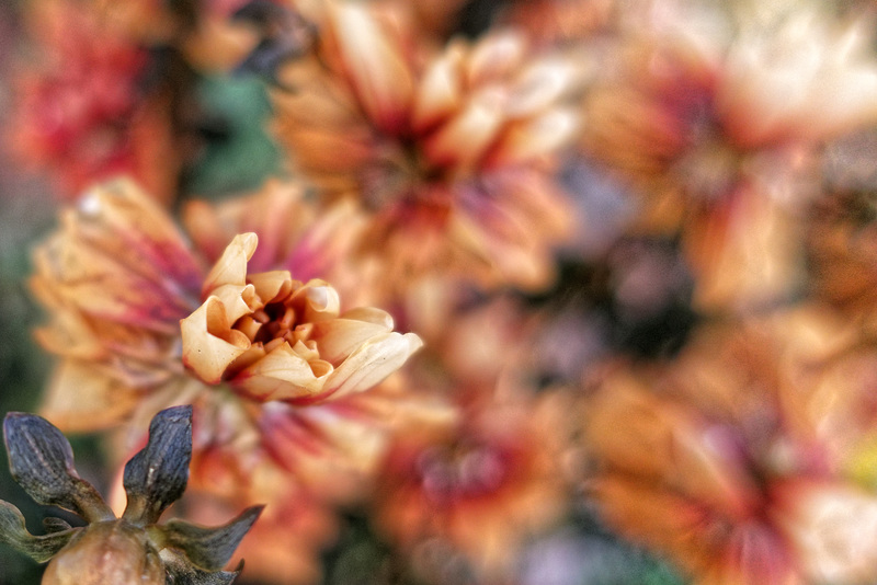 The Frost Got Our Dahlias