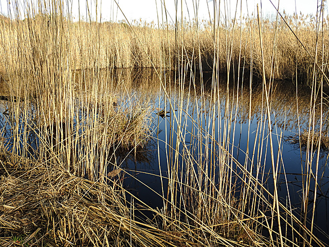 20210224 9958CPw [D~MI] Schilf (Phragmites australis), Großes Torfmoor, Hille