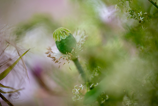 !2-botanischer Garten-klein-40