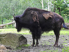 20210709 1492CPw [D~OS] Wald-Bison, Zoo Osnabrück