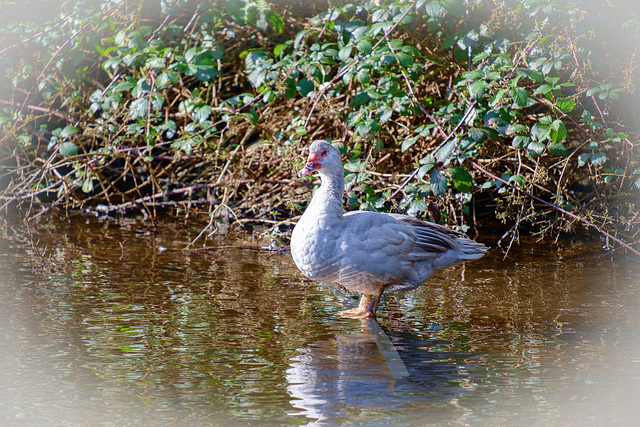 Muscovy Duck ?