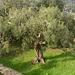 Greece, Kerkyra (Corfu), Old Olive Tree