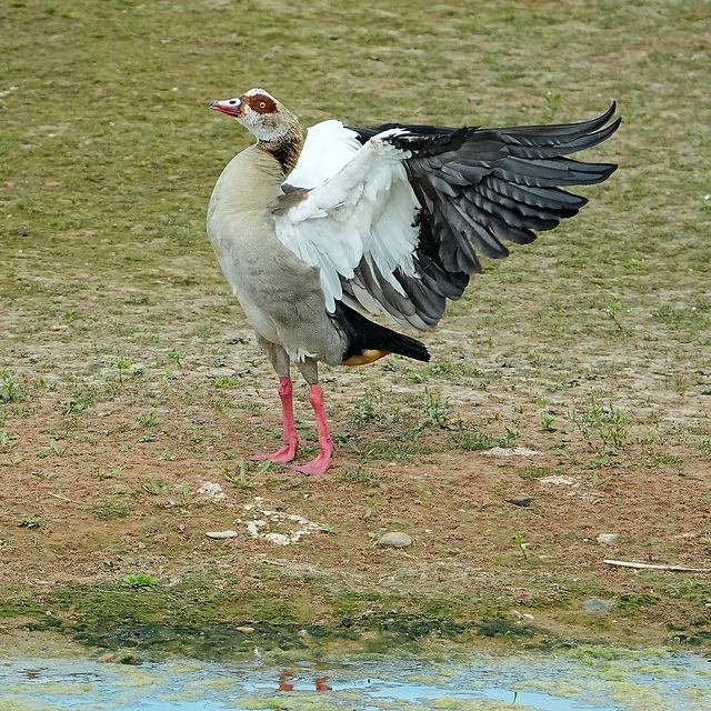 Nilgans