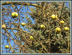 344/365 - Baumschmuck / Tree decorations