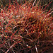 California Barrel Cactus