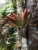 A neat bromeliad