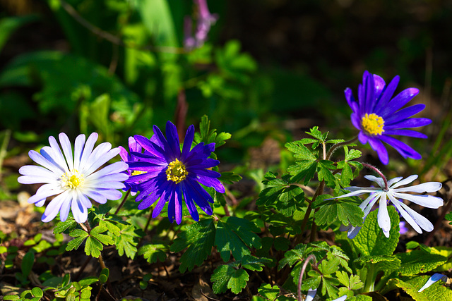 Japan-Anemonen