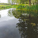 Pond weed-clearing in operation