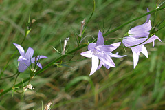 Les campanules.