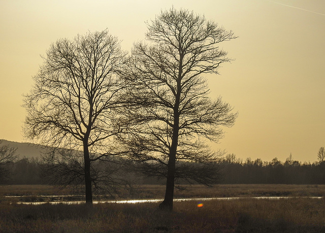 20210224 9959CPw [D~MI] Stiel-Eiche (Quercus robur), Großes Torfmoor, Hille