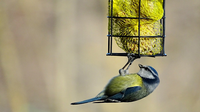 La Mésange Bleue