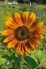 a bright sunflower 2