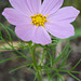 a violet cosmos