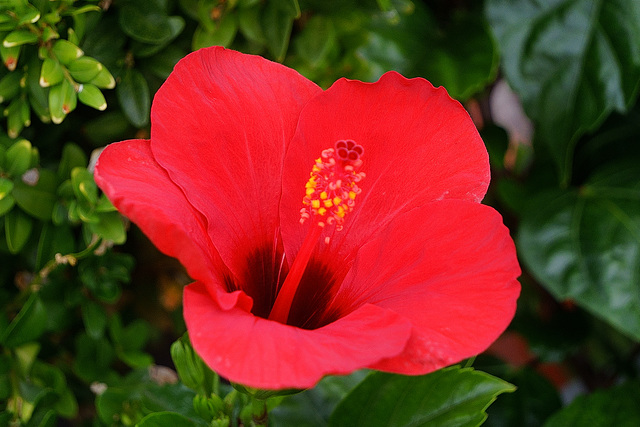 Roter Hibiscus