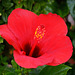 Roter Hibiscus