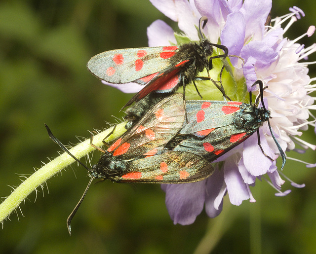 IMG 0620 Burnet Moths-2