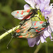 IMG 0620 Burnet Moths-2