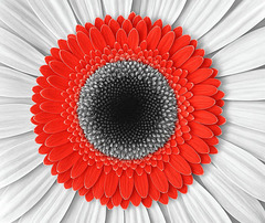 Gerbera
