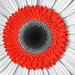 Gerbera