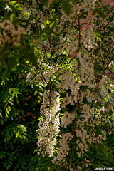 Robinienblüten