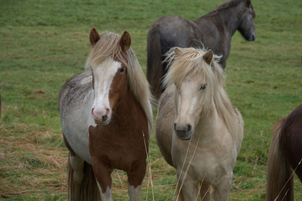 Icelandic horses