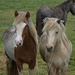 Icelandic horses