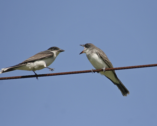 tyran tritri / eastern kingbird