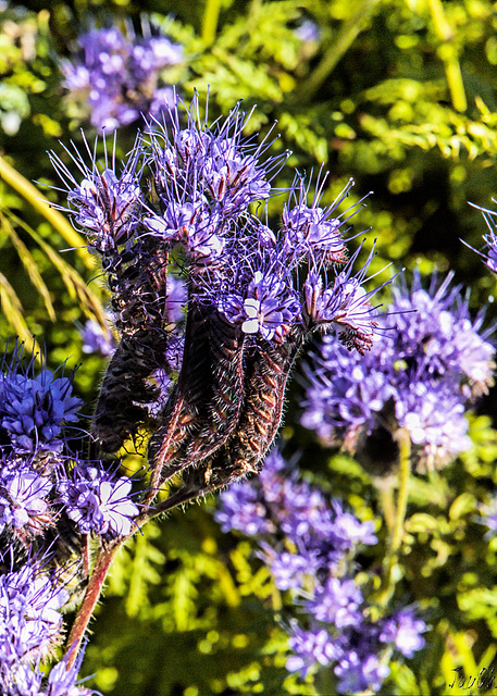 Wild Blue Tansy - Phacelia Tanacet Folia