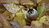 Automne des nèfles