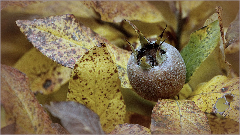Automne des nèfles