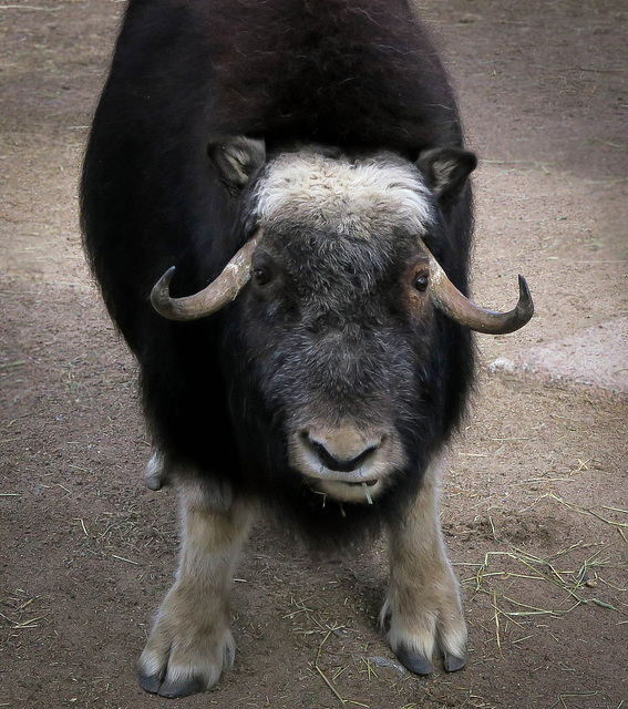 muskox