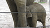 20170928 3144CP-V [D~OS] Asiatischer Elefant, Zoo, Osnabrück
