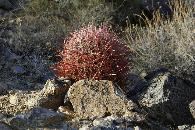 California Barrel Cactus