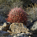 California Barrel Cactus