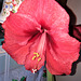 Amaryllis