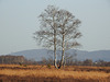 20210224 9960CPw [D~MI] Moor-Birke (Betula pubescens), Großes Torfmoor, Hille, (Kaiser-Wilhelm-Denkmal, Porta-Westfalika)