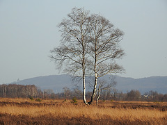 20210224 9960CPw [D~MI] Moor-Birke (Betula pubescens), Großes Torfmoor, Hille, (Kaiser-Wilhelm-Denkmal, Porta-Westfalika)
