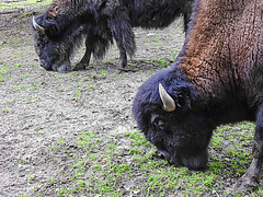 20210709 1493CPw [D~OS] Wald-Bison, Zoo Osnabrück