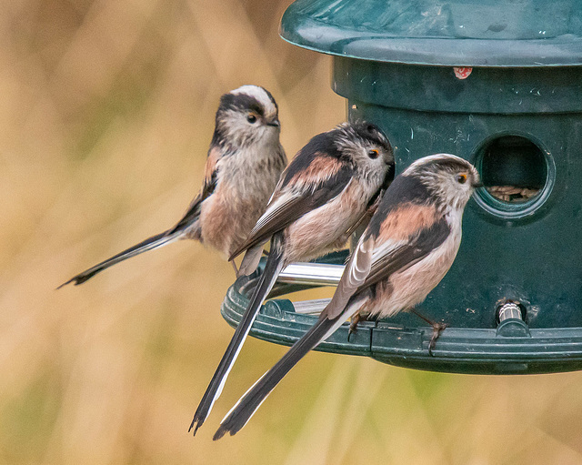 Long tailed tits