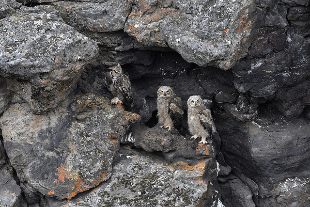 Great-horned Owls