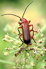 EOS 90D Peter Harriman 13 35 06 14109 commonRedSoldierBeetle dpp