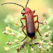 EOS 90D Peter Harriman 13 35 06 14109 commonRedSoldierBeetle dpp