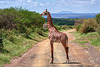 Massai Giraffe