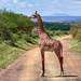 Massai Giraffe