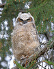 jeune grand-duc