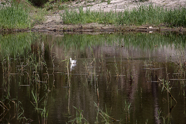 20140911 5183VRAw [NL] Terschelling